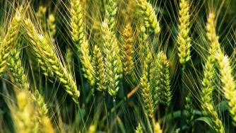 Започна приемът на заявления за застраховане на селскостопанска продукция