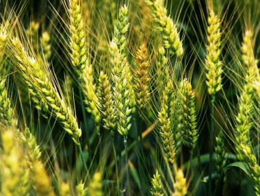 Започна приемът на заявления за застраховане на селскостопанска продукция