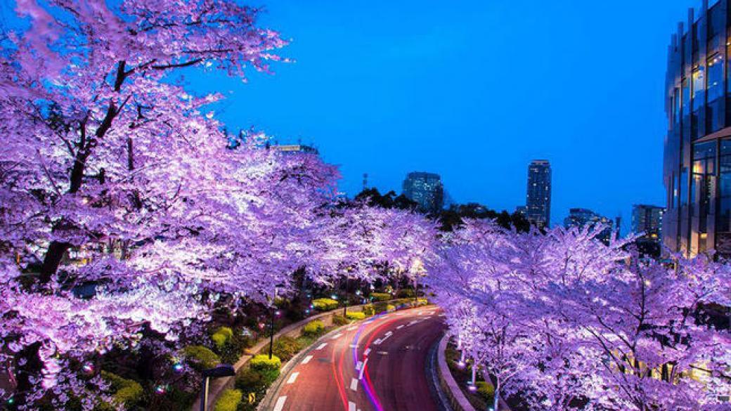 Уникалната красота на пролетта в Япония