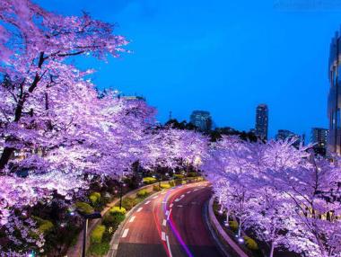 Уникалната красота на пролетта в Япония