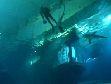 Да спиш сред акули