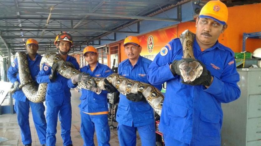 Откриха най-дългата змия в света