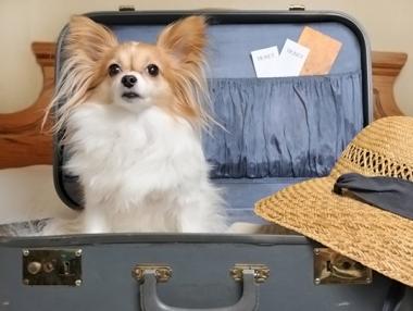 Отварят първия СПА хотел за кучета у нас