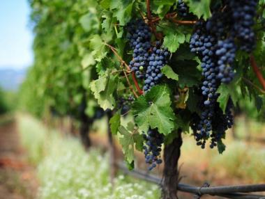 Обявено е класирането за 2017 и 2018 г. по мярка „Преструктуриране и конверсия на лозя“