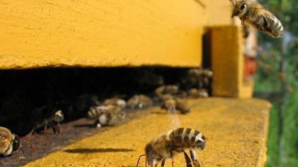 България – световен лидер в биопчеларството?