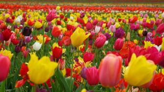 Честита Цветница – празнуват всички с имена на цветя