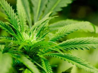 Протест за легализиране на медицинския канабис в София