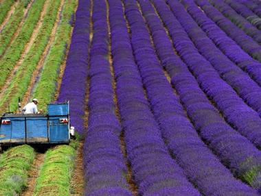 Лавандулата, шафранът и трюфелите изместиха тютюна