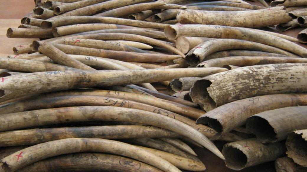 Кения унищожава слонова кост за милиони