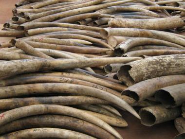 Кения унищожава слонова кост за милиони