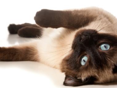 Топ 5 на най-известните породи котки