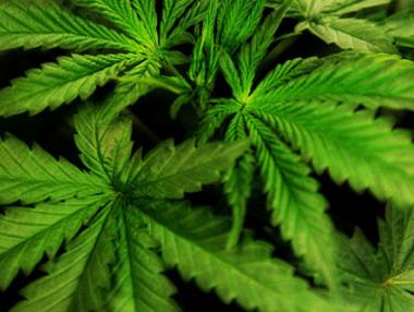 Германия легализира медицинската марихуана