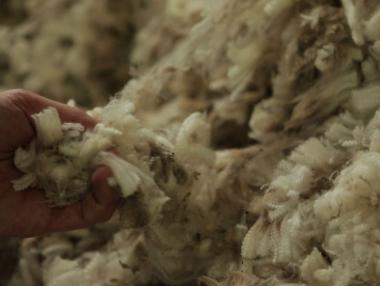 Австралийска компания отвори завод за вълна край Сливен