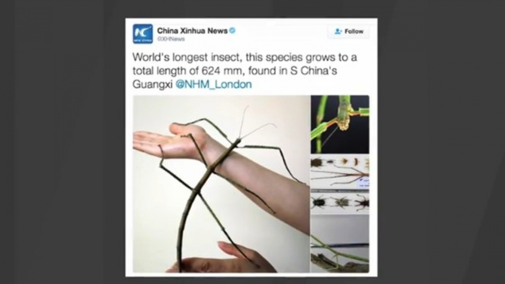 Откриха най-дългото насекомо в света