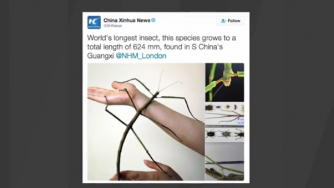 Откриха най-дългото насекомо в света