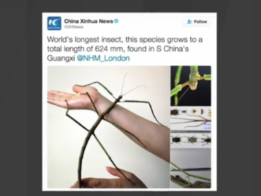 Откриха най-дългото насекомо в света