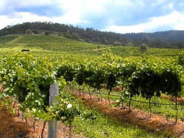 От 30 май започва прием за преструктуриране и конверсия на лозя