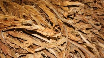 Субсидиите за тютюна ще бъдат изплатени в края на май