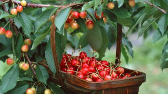 Черешопроизводителите пред фалит