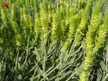 Българският мурсалски чай обявен за чудо в Германия и Япония