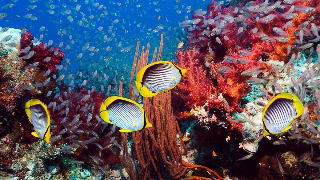 Глобалното затопляне избелва коралите в Големия бариерен риф