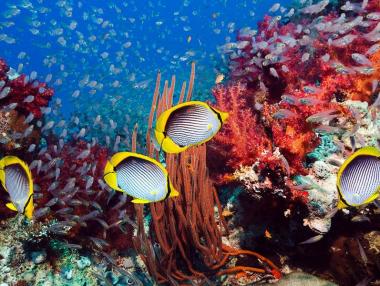 Глобалното затопляне избелва коралите в Големия бариерен риф