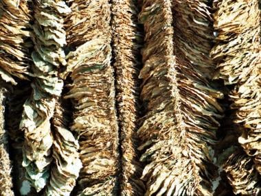 Субсидиите за тютюна ще бъдат изплатени до дни