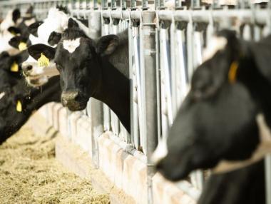 Фермерите с унищожени животни ще получат 2 млн. лв. по de minimis