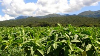 ДФЗ изплати 74 млн. лв. субсидии за тютюн