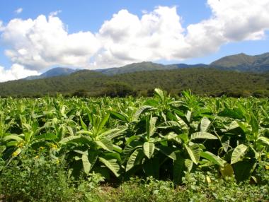 ДФЗ изплати 74 млн. лв. субсидии за тютюн