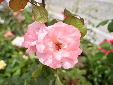 България е най-големият производител на розово масло в света