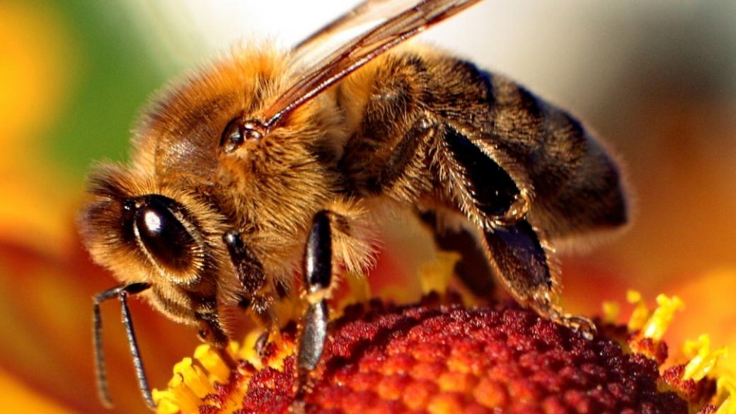 Умен кошер ще изпраща SMS-и на пчелари