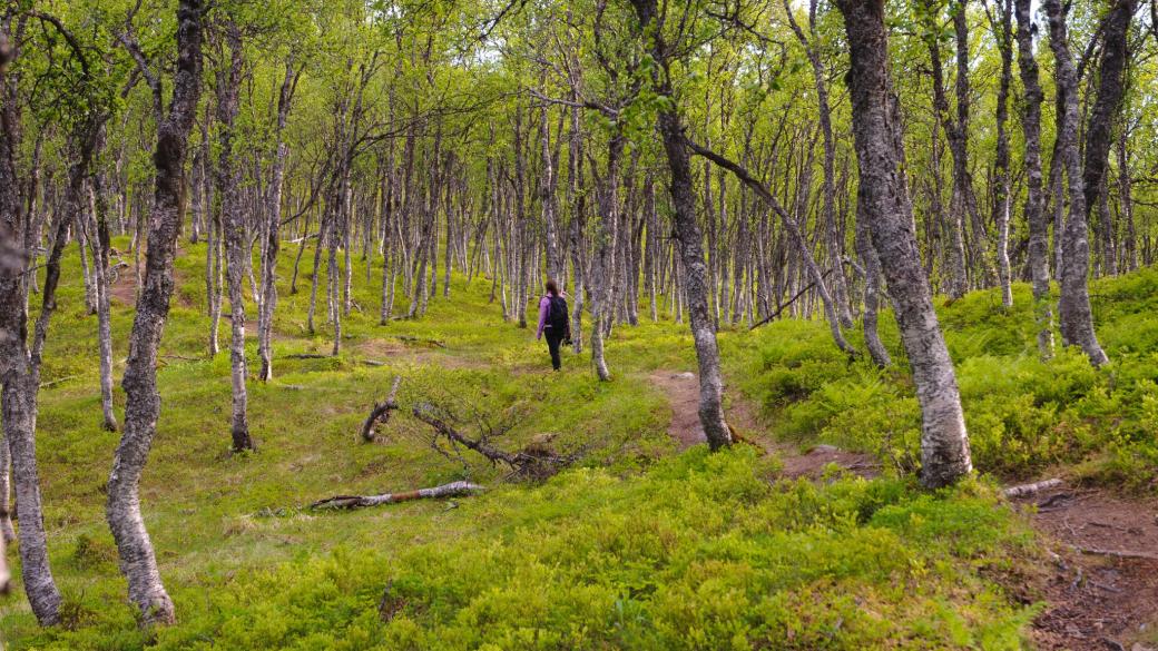 Норвегия първа в света забрани сечта на дървета
