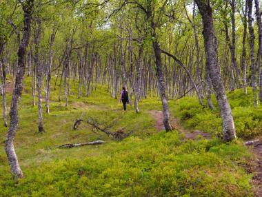 Норвегия първа в света забрани сечта на дървета