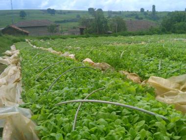 25 евро на ден и квартира за наши тютюнджии в Гърция