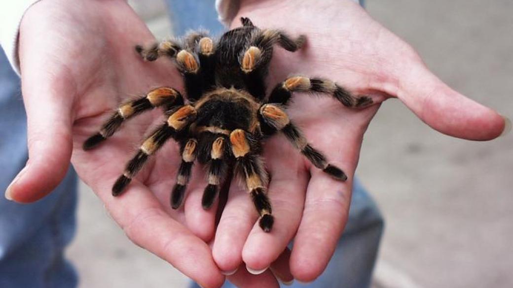Търсят осиновители на 200 отровни тарантули
