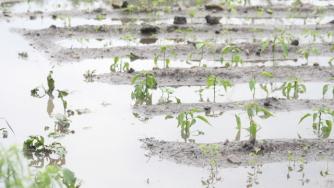Дъждовете правят земите ни все по-неплодородни