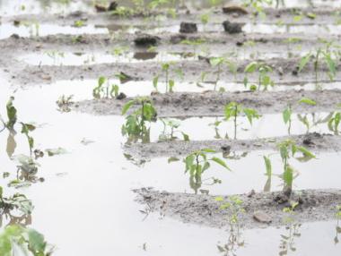 Дъждовете правят земите ни все по-неплодородни