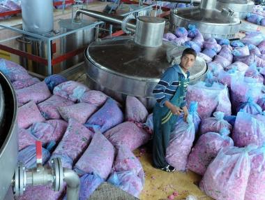 Отвориха най-голямата дестилерия за лавандула у нас