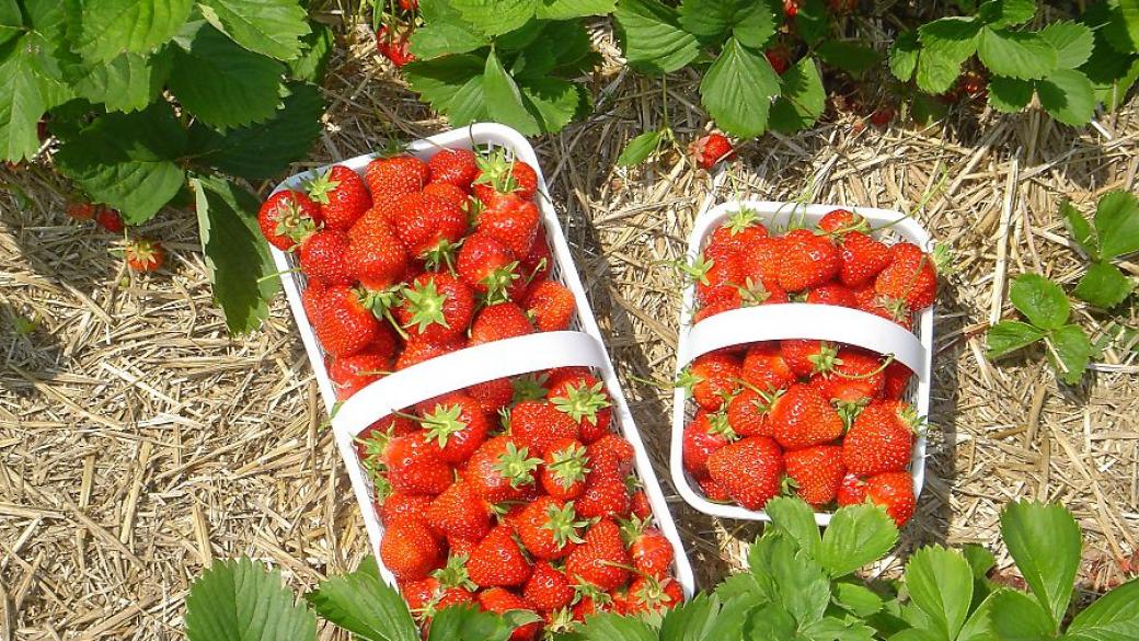 Българин отглежда най-качествените ягоди в Европа