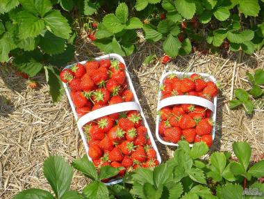 Българин отглежда най-качествените ягоди в Европа