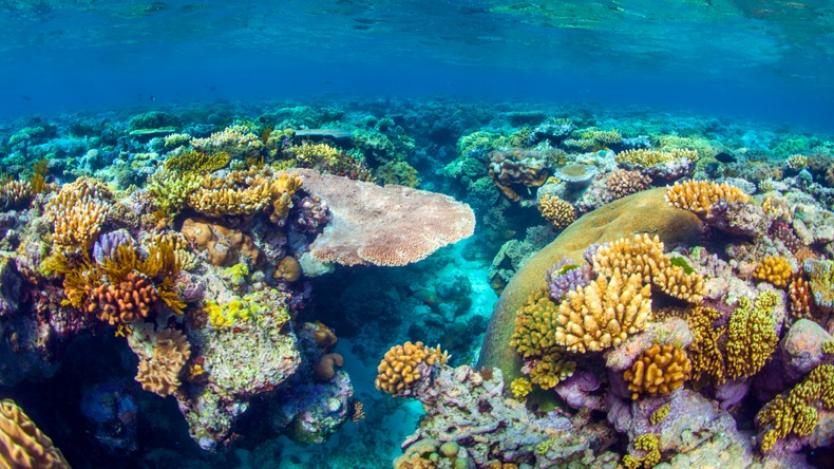 Австралия даде 7 млн. в помощ на Големия бариерен риф