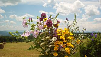 Кои са най-търсените български билки по света?