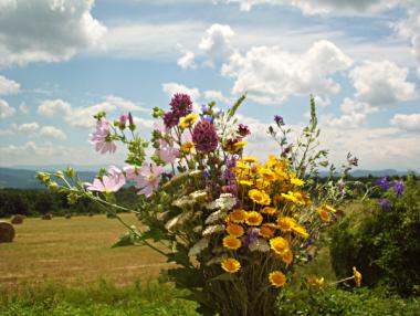 Кои са най-търсените български билки по света?