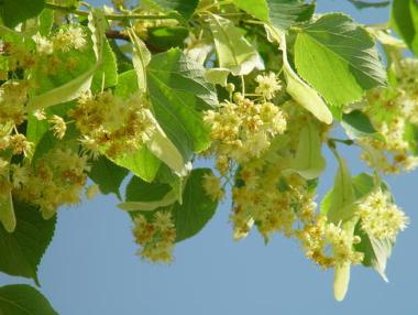 Падналият липов цвят се използва за козметика в чужбина