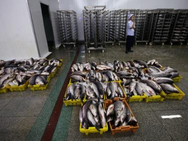 Brexit ще повлияе и на световната търговия с риба