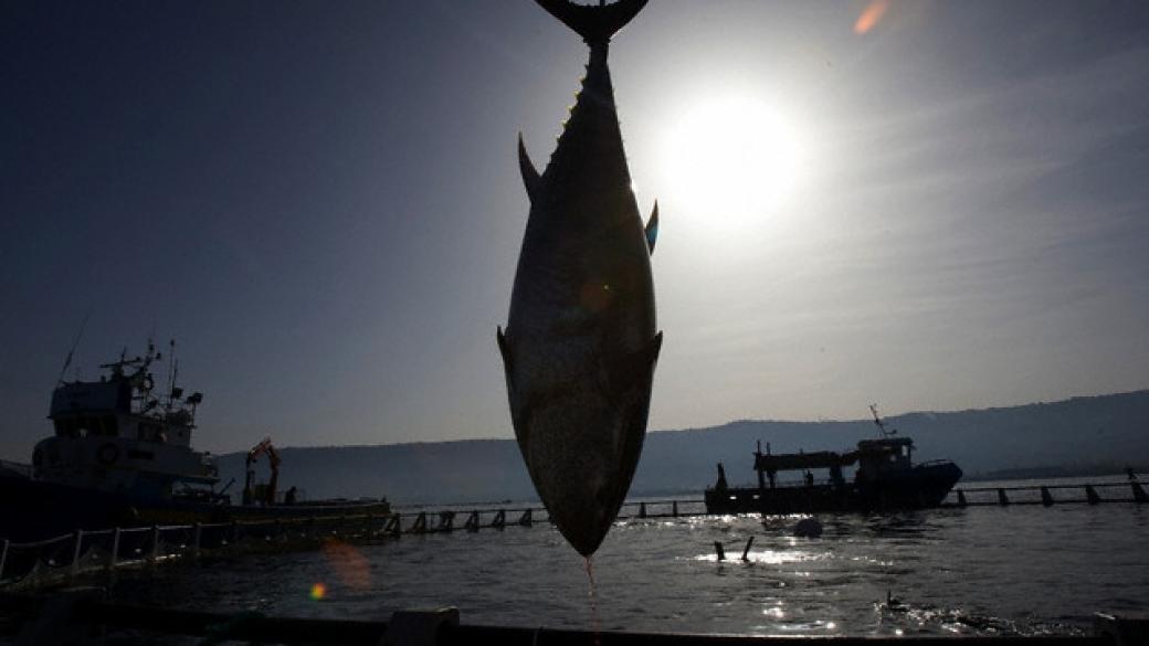 Изчерпването на рибните запаси застрашава прехраната на милиони