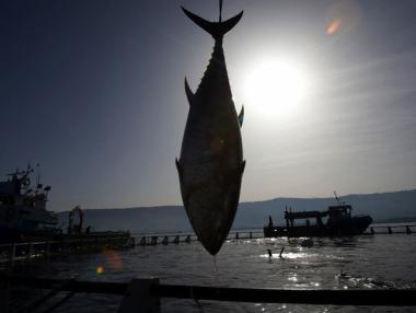 Изчерпването на рибните запаси застрашава прехраната на милиони