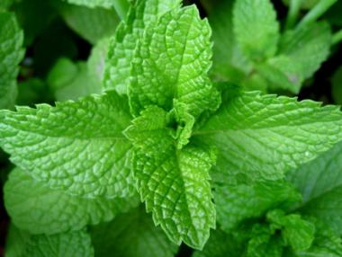 Ментата – полезен дар от природата