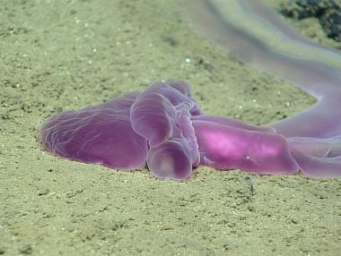 Невероятните създания, живеещи в Марианската падина